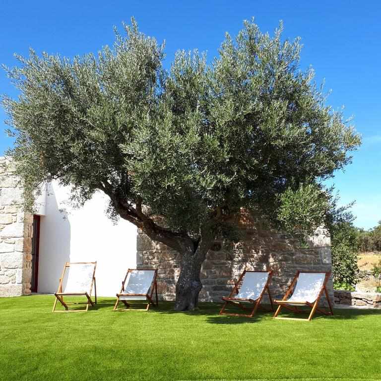 Olive tree and garden loungers